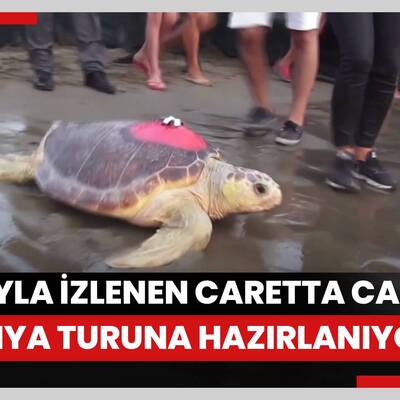 Uydu cihazıyla izlenen caretta caretta "Tuba" ikinci dünya turuna hazırlanıyor