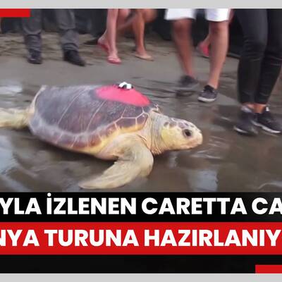 Uydu cihazıyla izlenen caretta caretta "Tuba" ikinci dünya turuna hazırlanıyor