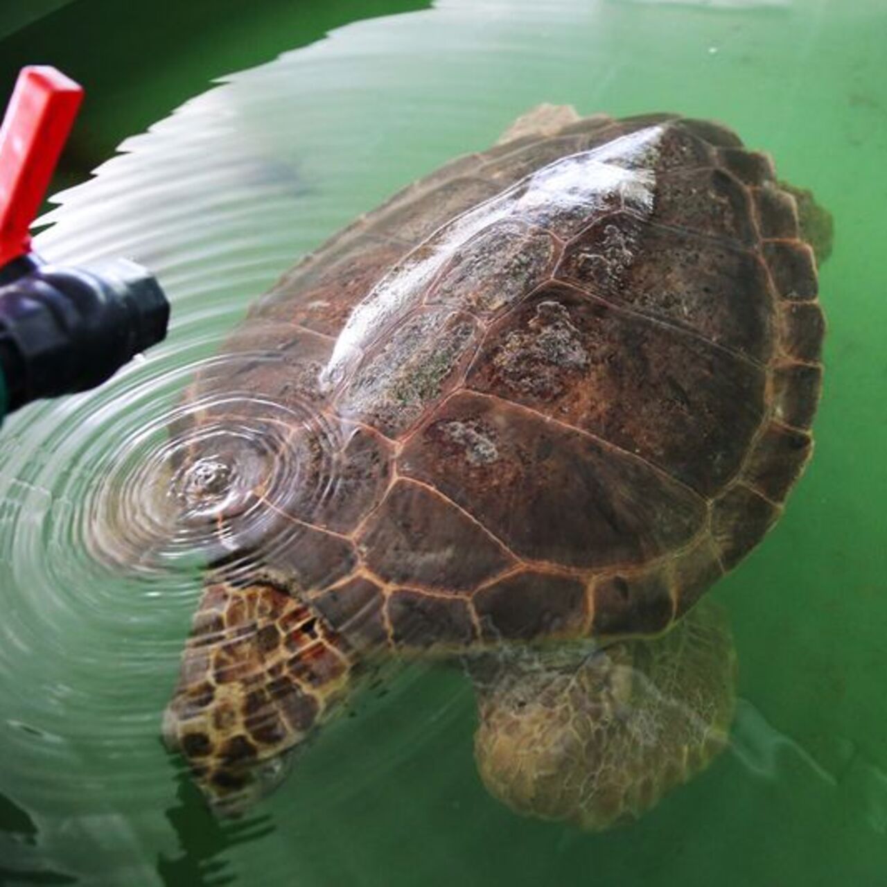 Caretta 'Tuba'dan ikinci dünya turu!