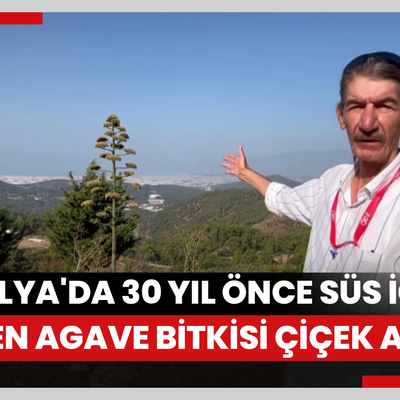 Antalyada 30 yıl önce süs için dikilen Agave bitkisi çiçek açtı