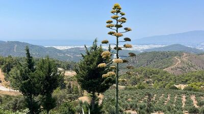 30 yıl önce dikti, 'sabrının' karşılığını aldı!