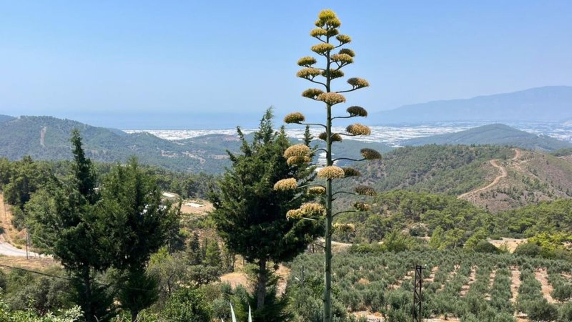 30 Yıl Sonra Patlama Yapan Agave Bitkisi Görenleri Şaşkına Çevirdi!