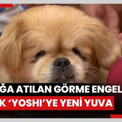 Sokağa atılan görme engelli köpek ‘Yoshi’ye yeni yuva