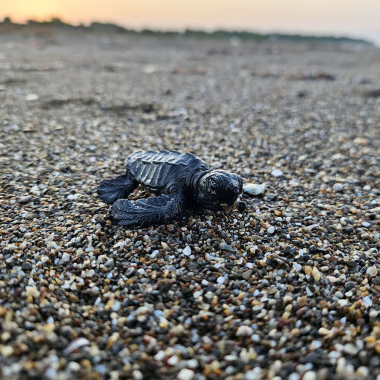 Yavru caretta sezonu başladı
