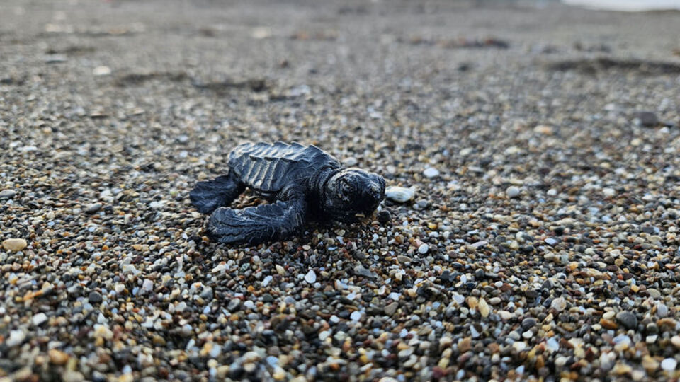 Yavru caretta sezonu başladı