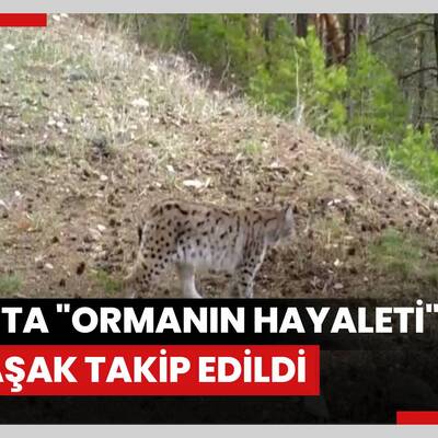 Kars'ta "ormanın hayaleti" 25 vaşak uydu vericisiyle takip edildi