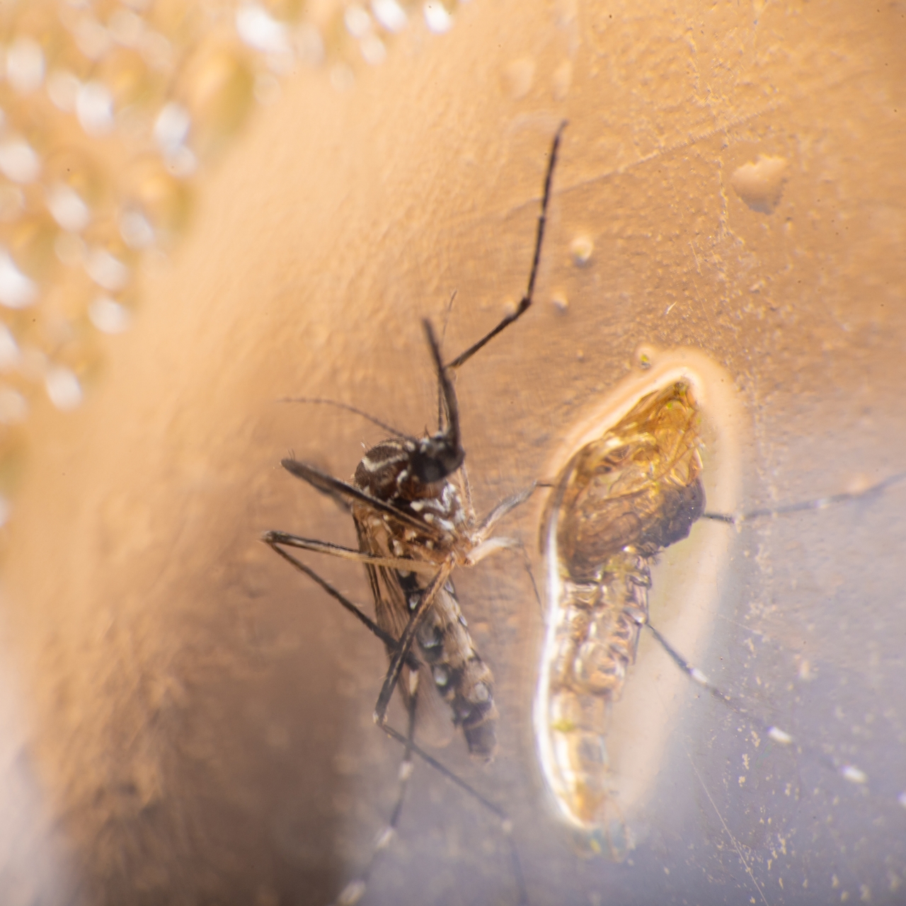 Çin'de chikungunya endişesi! ABD'den seyahat uyarısı geldi