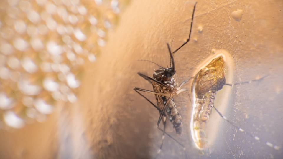 Çin'de chikungunya endişesi! ABD'den seyahat uyarısı geldi