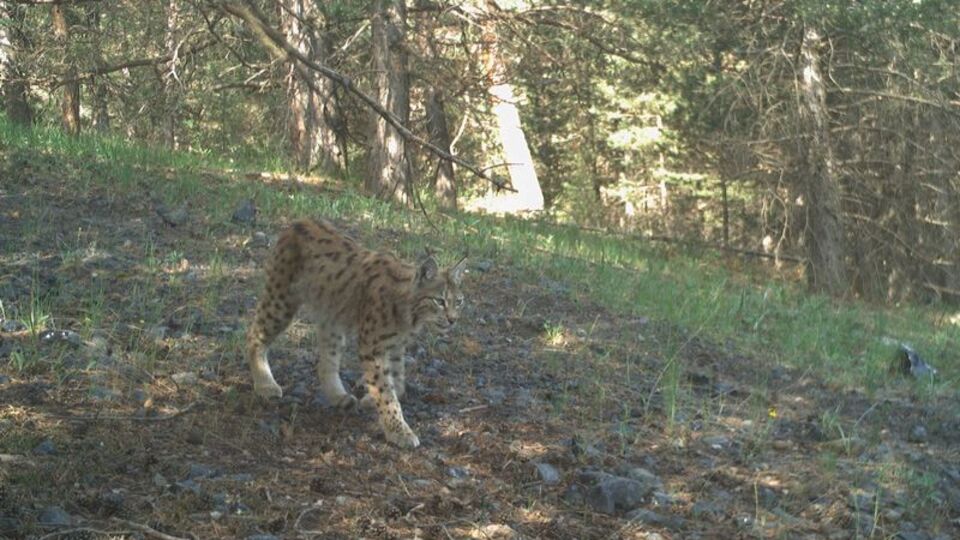'Ormanın 25 hayaleti'ne uydulu takip!