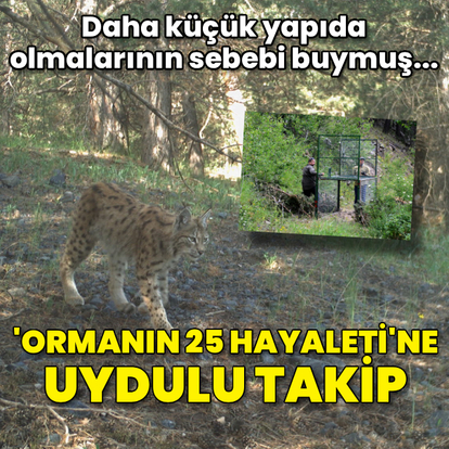 'Ormanın 25 hayaleti'ne uydulu takip!