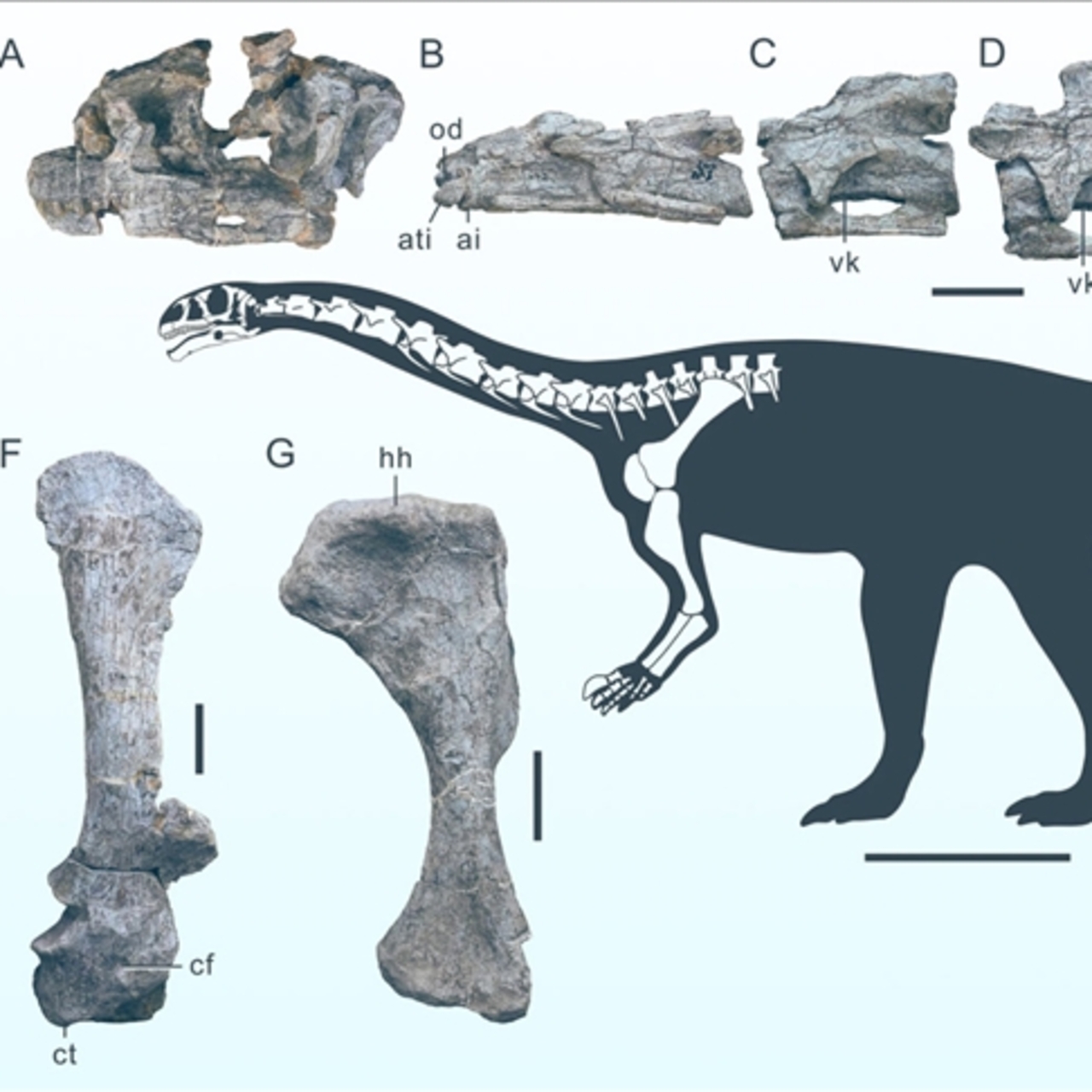 Çin'de keşfedildi! Yeni bir dinozor türüne ait