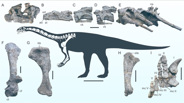 Çin'de keşfedildi! Yeni bir dinozor türüne ait