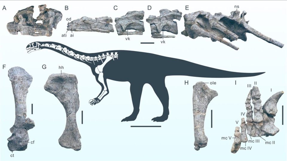 Çin'de keşfedildi! Yeni bir dinozor türüne ait