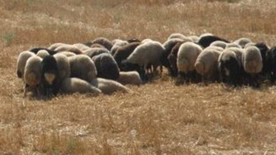 Adana'da şap hastalığı kısıtlaması