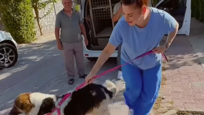 'Sadık köpek', Ceylan Ertem'e emanet edildi