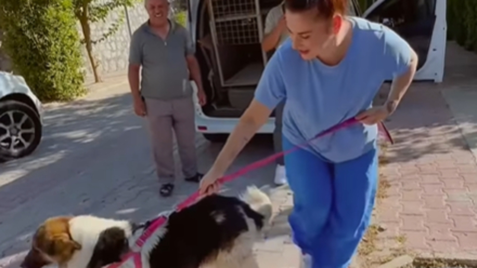 'Sadık köpek', Ceylan Ertem'e emanet edildi