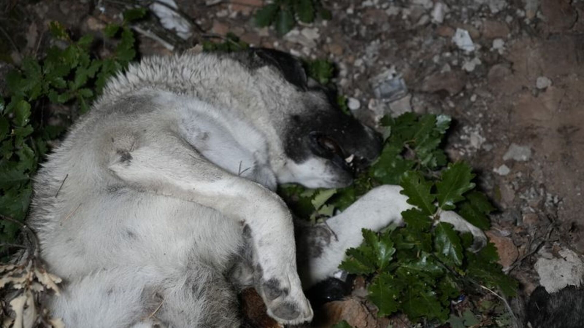 Gümüşhane'de Ürpertici Olay: Sokak Köpekleri Tarafından Parçalanmış Ceset Bulundu!