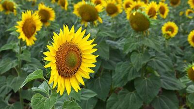 Trakya Birlik, ayçiçeği ön alım fiyatını açıkladı