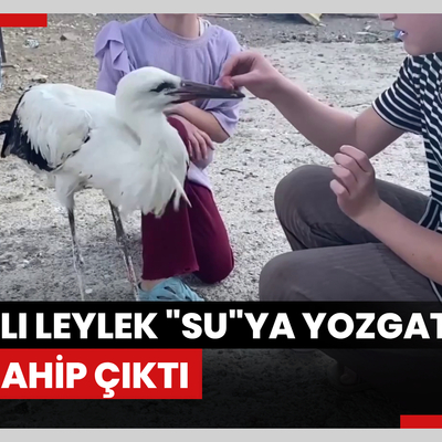 Yaralı leylek "Su"ya Yozgatlı aile sahip çıktı