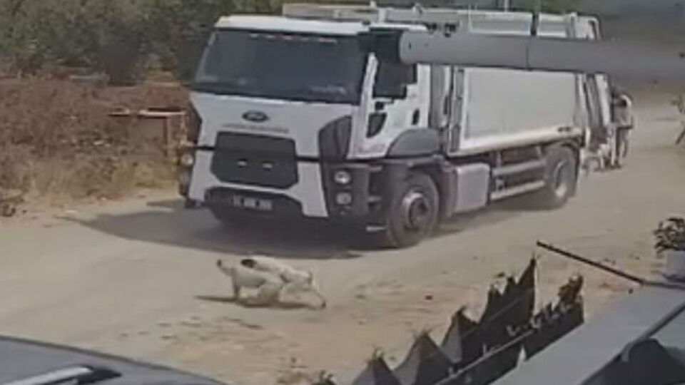 Köpeklerin üzerinden geçti!