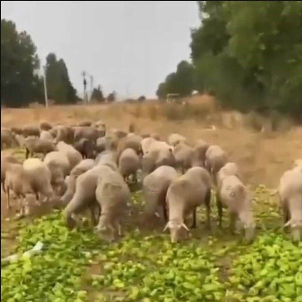 Gerçek farklı çıktı