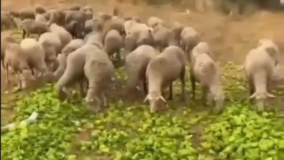 Gerçek farklı çıktı