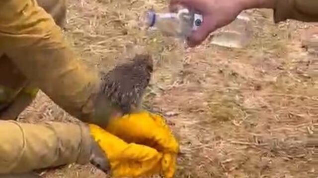 Alevlerden kurtulan kirpiye su içirdiler