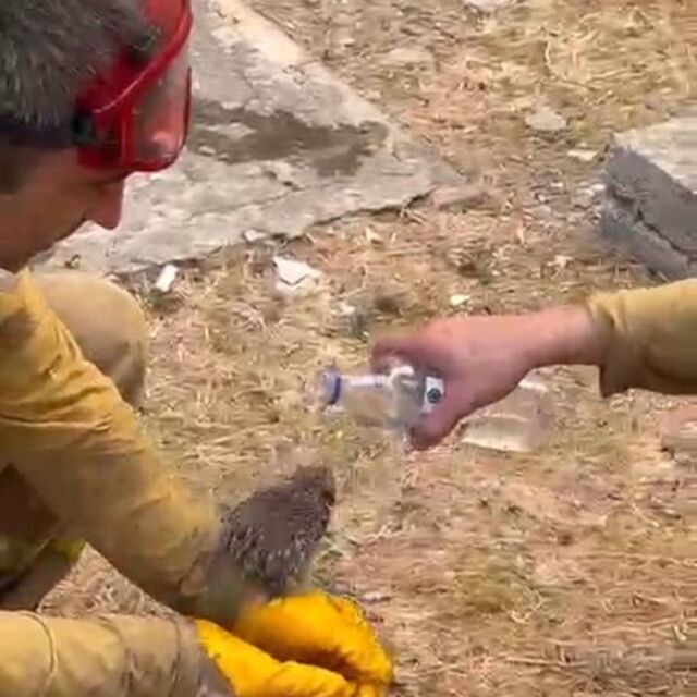 Alevlerden kurtulan kirpiye su içirdiler