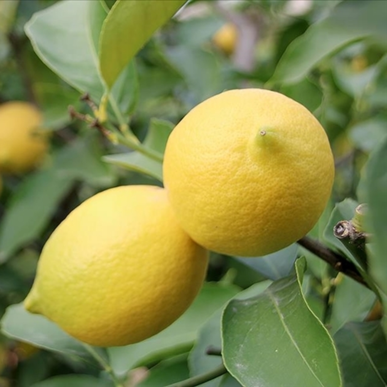 Limonda fiyatı düşürecek hasat başladı