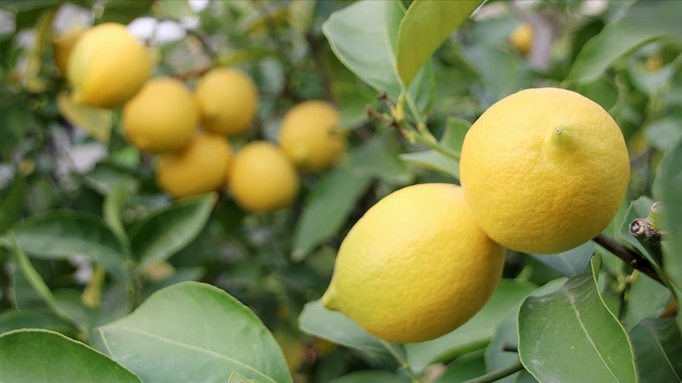 Limonda fiyatı düşürecek hasat başladı