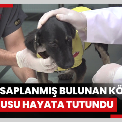 Zifte saplanmış bulunan köpek yavrusu uzman ellerde hayata tutundu
