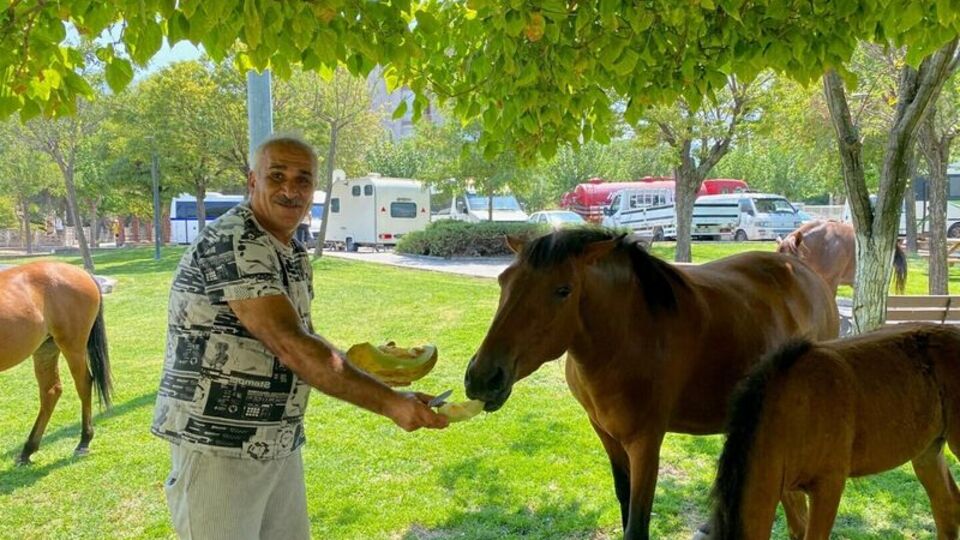 Yılkı atları kente indi, pazarcılar kavun ve karpuz ile besledi