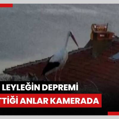 Yaren leyleğin depremi hissettiği anlar kamerada