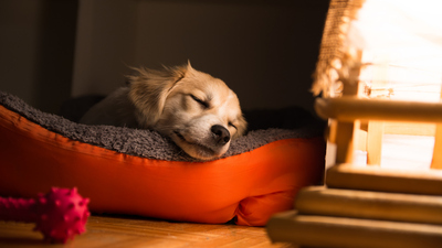 Köpeğiniz nasıl uyuyor hiç dikkat ettiniz mi?