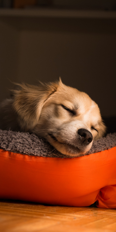 Köpeğiniz nasıl uyuyor hiç dikkat ettiniz mi?