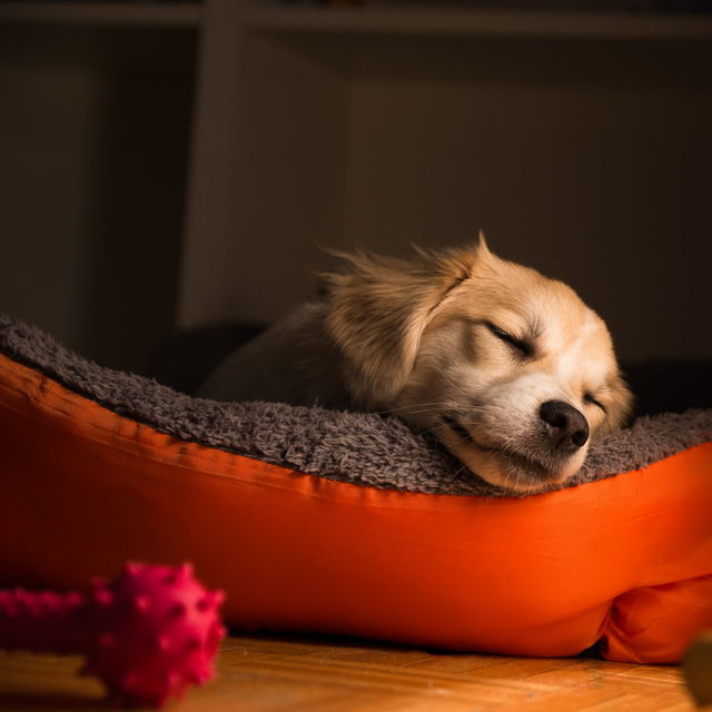 Köpeğiniz nasıl uyuyor hiç dikkat ettiniz mi?