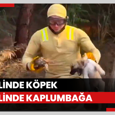 Köpek yavrusunu ve kaplumbağayı böyle kurtardı