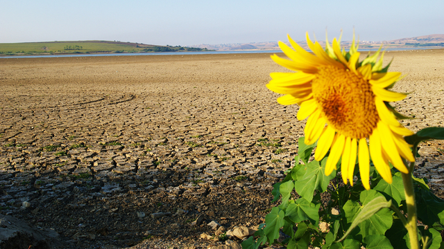 Kurak yaz tarımı vurdu!