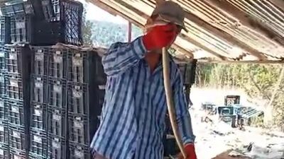 Yakaladığı yılana su içirip öptü