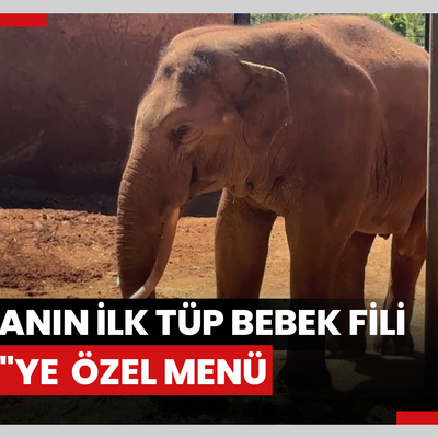 Dünyanın ilk tüp bebek fili "Gabi"ye Dünya Fil Gününde özel menü