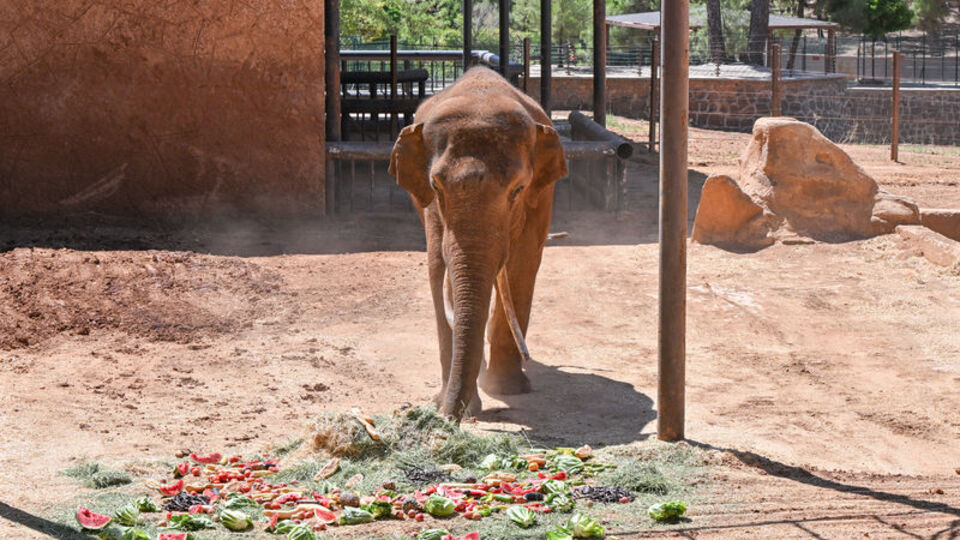 Dünyanın ilk tüp bebek fili Gabi'ye Dünya Fil Günü'nde özel menü