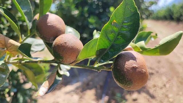 Rekor sıcaklık Çukurova'da narenciye ürünlerini yaktı