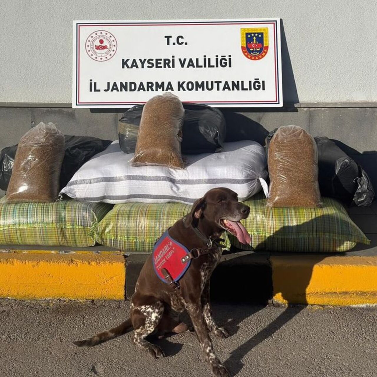 Yolcu otobüsünden 230 kilogram kaçak tütün çıktı