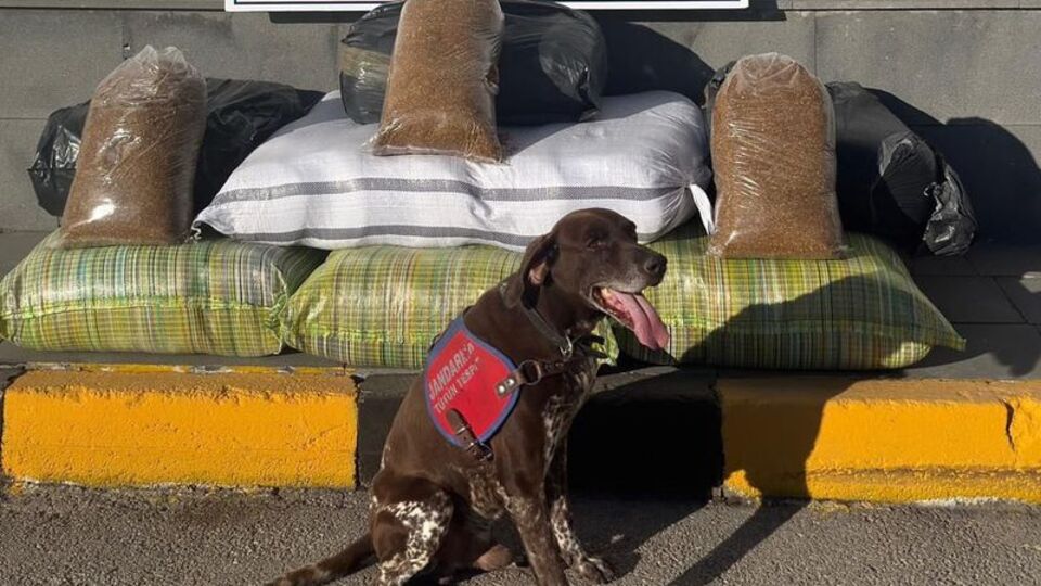 Yolcu otobüsünden 230 kilogram kaçak tütün çıktı