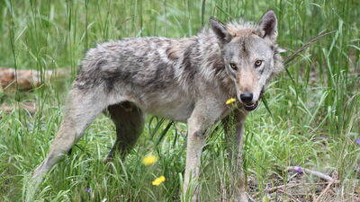 50'ncisi de uydu vericisiyle izlemeye alındı!