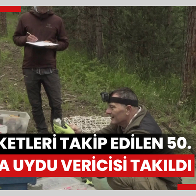 Hareketleri takip edilen 50'nci kurda uydu vericisi takıldı