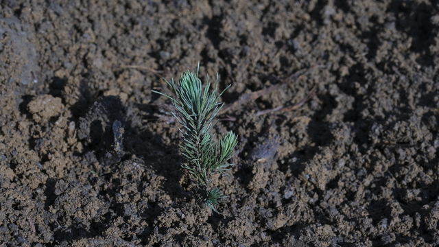 Yanan ormanlar ne zaman ağaçlandırılır?
