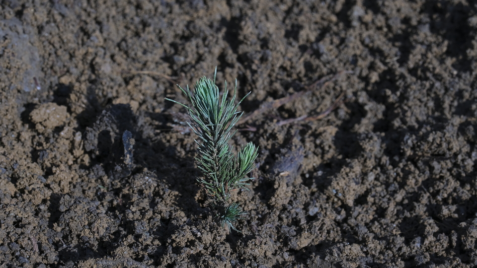 Yanan ormanlar ne zaman ağaçlandırılır?