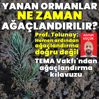 Yanan ormanlar ne zaman ağaçlandırılır?