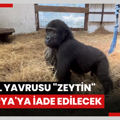 Goril yavrusu "Zeytin" Nijeryaya iade edilecek